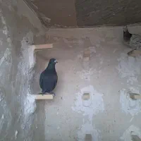 کفتر سرور|پرنده|شیراز, کوشک میدان|دیوار