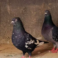 کبوتر|پرنده|سوسنگرد, |دیوار