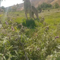 سرابی