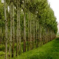 فروش انواع نهال غیر مثمر و مثمر نهالستان سالم|خدمات باغبانی و درختکاری|قمرود, |دیوار