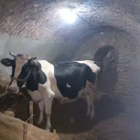 گاو به همراه گوساله