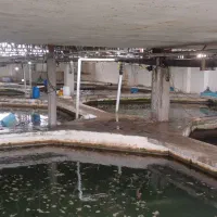استخدام کارگر ساده برای کار در پروش ماهیان خاویاری