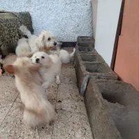 خانواده|سگ|رویان, |دیوار