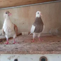 اسباب|اسباب‌بازی بچه|سبزوار, طبرسی (جعفرآباد)|دیوار