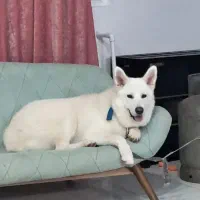 سگ  سوئیس شپرد (ژرمن وایت)