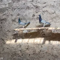 پلاکی|پرنده|یاسوج, |دیوار