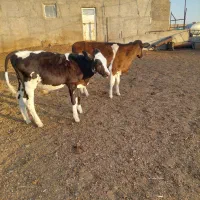 گوساله نر