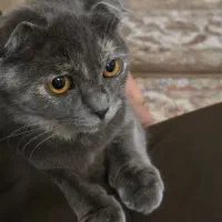 گربه اسکاتیش|گربه|گرگان, |دیوار