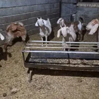 تعدادی بزافغانی جوان