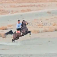 اسب نریان-کره طوفان کیانی