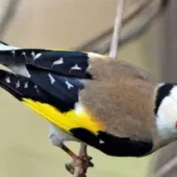 سهره خوب بخون عالی دستی نیستن