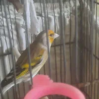 سره قناری دهندار یک سال ونیم|پرنده|ری, ظهیرآباد|دیوار