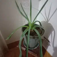 یوکا طبیعی و چندساله