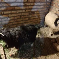 بزغاله نروطنی چاق|حیوانات مزرعه|زاهدان, |دیوار