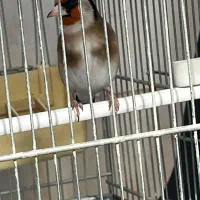 سهره دهان لر جفتی