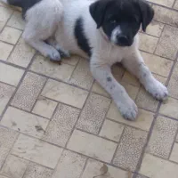 واگذاری سگ نگهبان با نژاد خالص و نسل خاص