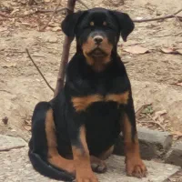 توله روتوایلر فوق اصیل،روتوایلراصل،روتوایلرماده