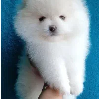 پامر رنگ نباتی