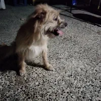 واگذاری سگ پا کوتا ماده