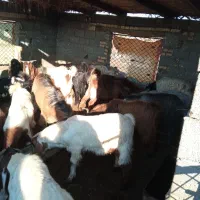 فروش‌بزغاله‌های‌چاق‌‌نر|حیوانات مزرعه|سیمین شهر, |دیوار