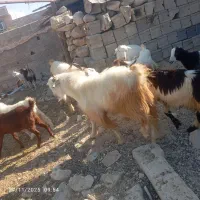 عالی‌درجه‌یک|حیوانات مزرعه|جم, |دیوار