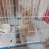 خرگوش لوپی|موش و خرگوش|مشهد, رسالت|دیوار