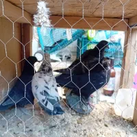 فروش کبوتر