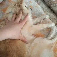 سگ پامر مینیاتوری