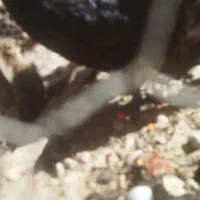 مرغ و خروس|حیوانات مزرعه|جهرم, |دیوار