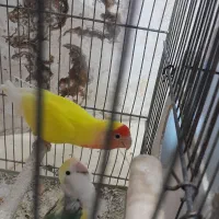 کوتوله مولد