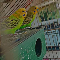 مرغ عشق با قفص