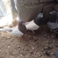 کبوتر کله ای|پرنده|فیروزآباد (آذربایجان), |دیوار