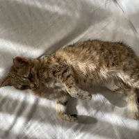 واگذاری گربه