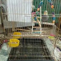 دوعدد عروس هلندی سرحال با کل تجهیزات 3200