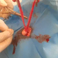 دامپزشک دامپزشکی سگ گربه پرنده زینتی عروس هلندی|خدمات آرایشگری و زیبایی|ارومیه, |دیوار