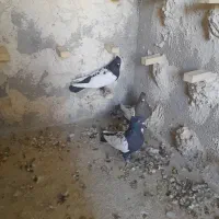 کفتر کبوتر سینه سیاه وقهوای