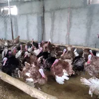 فروش عمده و خردە بوقلمون نر گوشتی و مادە تخم گذار