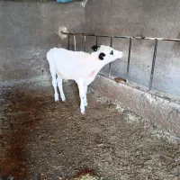 یک راس گوساله نر سیمتال مونت سفید