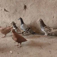 رنگی دورک|پرنده|شوشتر, |دیوار