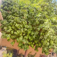 راهنمایی برای ساختمان ۱۲ اتاقه