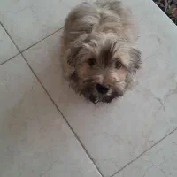 توله سگ دو ماهه. شیتزو تریل