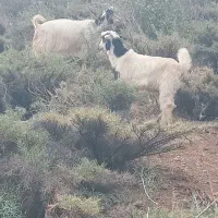 کلارشهرکردی شکم اول بابزعاله ماده فروشیه