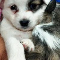 اشپیتز پامر|سگ|رشت, حومه رشت|دیوار