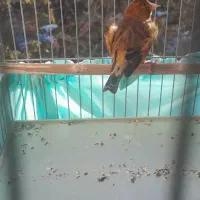 سهره قناری طوطی سرخ|پرنده|تهران, جوادیه تهرانپارس|دیوار