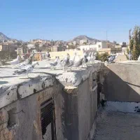 ۳۰ عدد سار و سور|پرنده|تربت جام, فاز ۲ فرهنگیان|دیوار