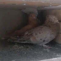 هفترنگ دم سفید
