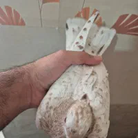 کفتر گمشده|حیوانات|شیراز, دارالرحمه|دیوار