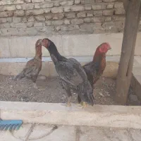 مرغ و خروس لاری|پرنده|شیراز, شیخ روزبهان|دیوار