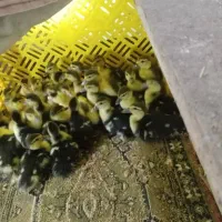 اردک خارجی ۲۰روزه و ۱۴روزه