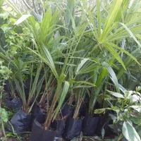 پالم ناتالیا نایلکسی